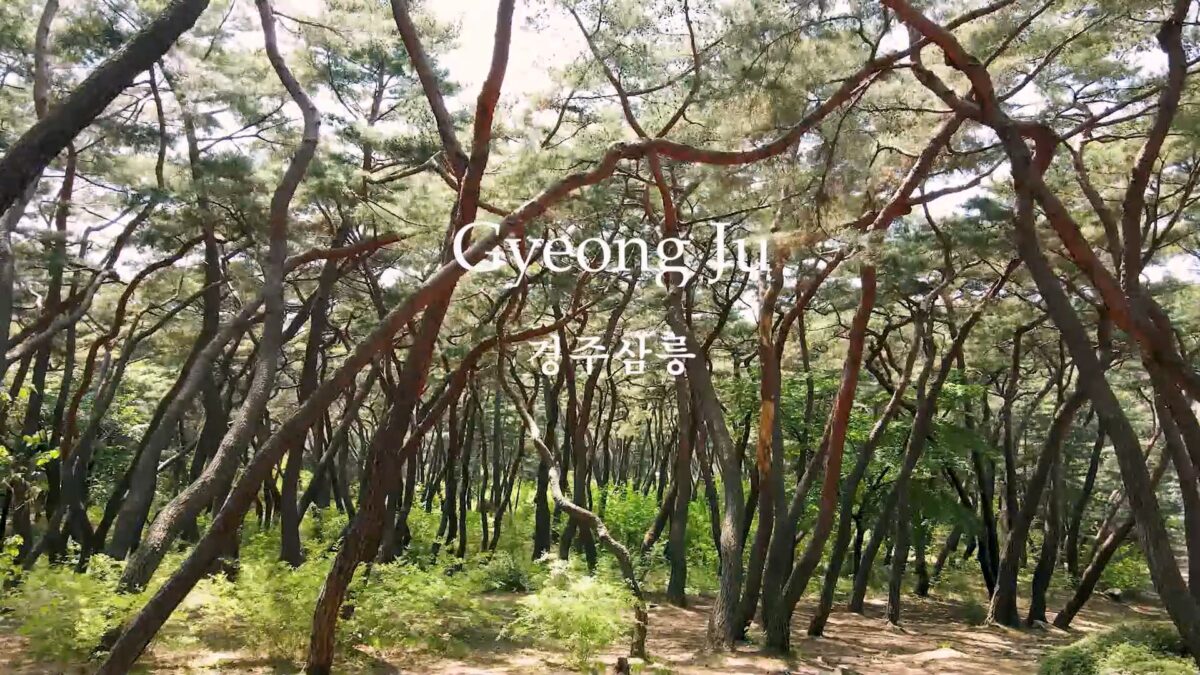 삼릉 소나무 숲의 고즈넉함이 산책을 즐겁게 하는 곳