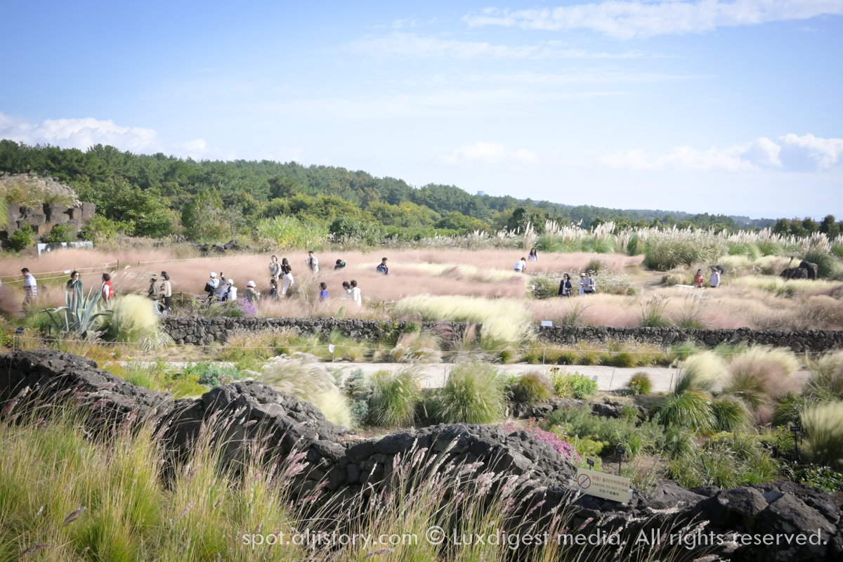 제주여행 카멜리아힐 수목원 추천합니당 수목원 대장격인 정원
