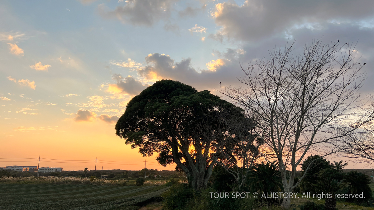 제주 오설록 드넓은 차평야 구경하기